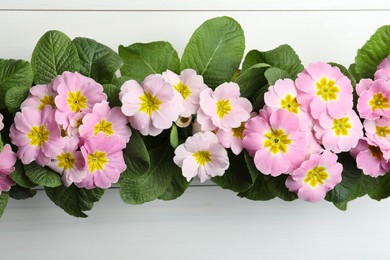 Photo of Beautiful pink primula (primrose) flowers on white wooden background, flat lay. Spring blossom