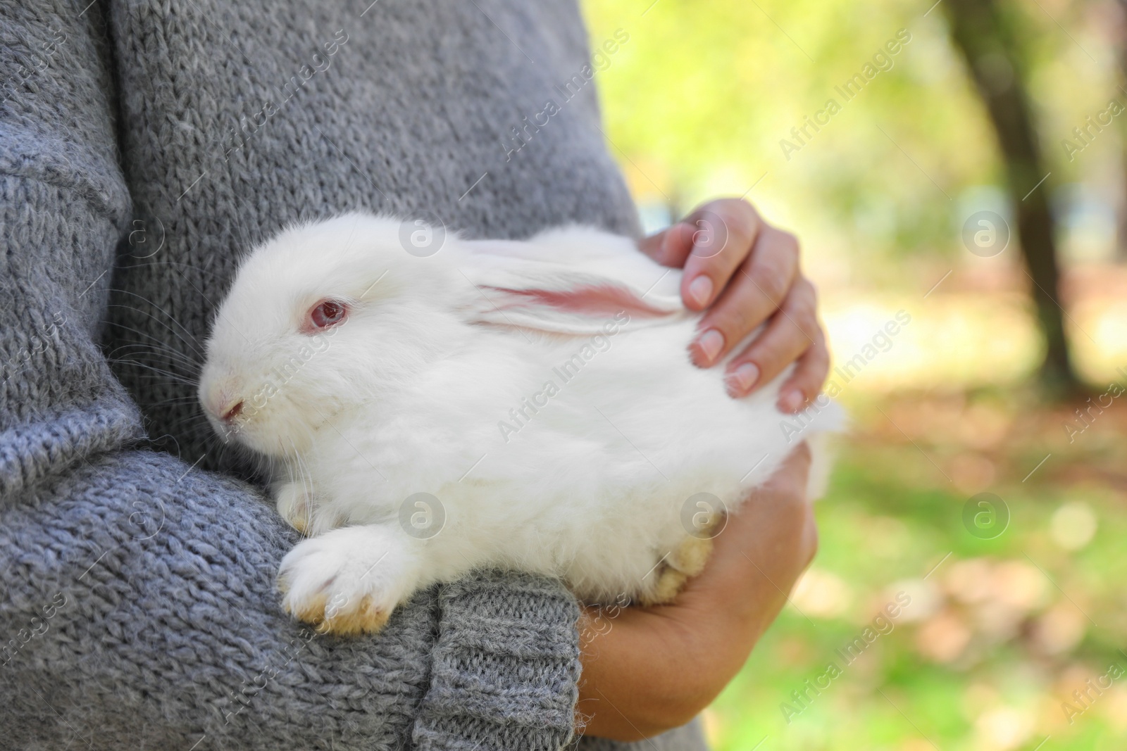 Photo of Woman holding cute white rabbit in park, closeup