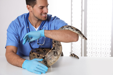 Male veterinarian examining boa constrictor in clinic