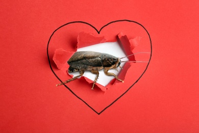 Image of Valentine's Day Promotion Name Roach - QUIT BUGGING ME. Cockroach and torn red paper with drawn heart symbol