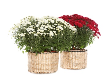 Beautiful potted chrysanthemum flowers on white background
