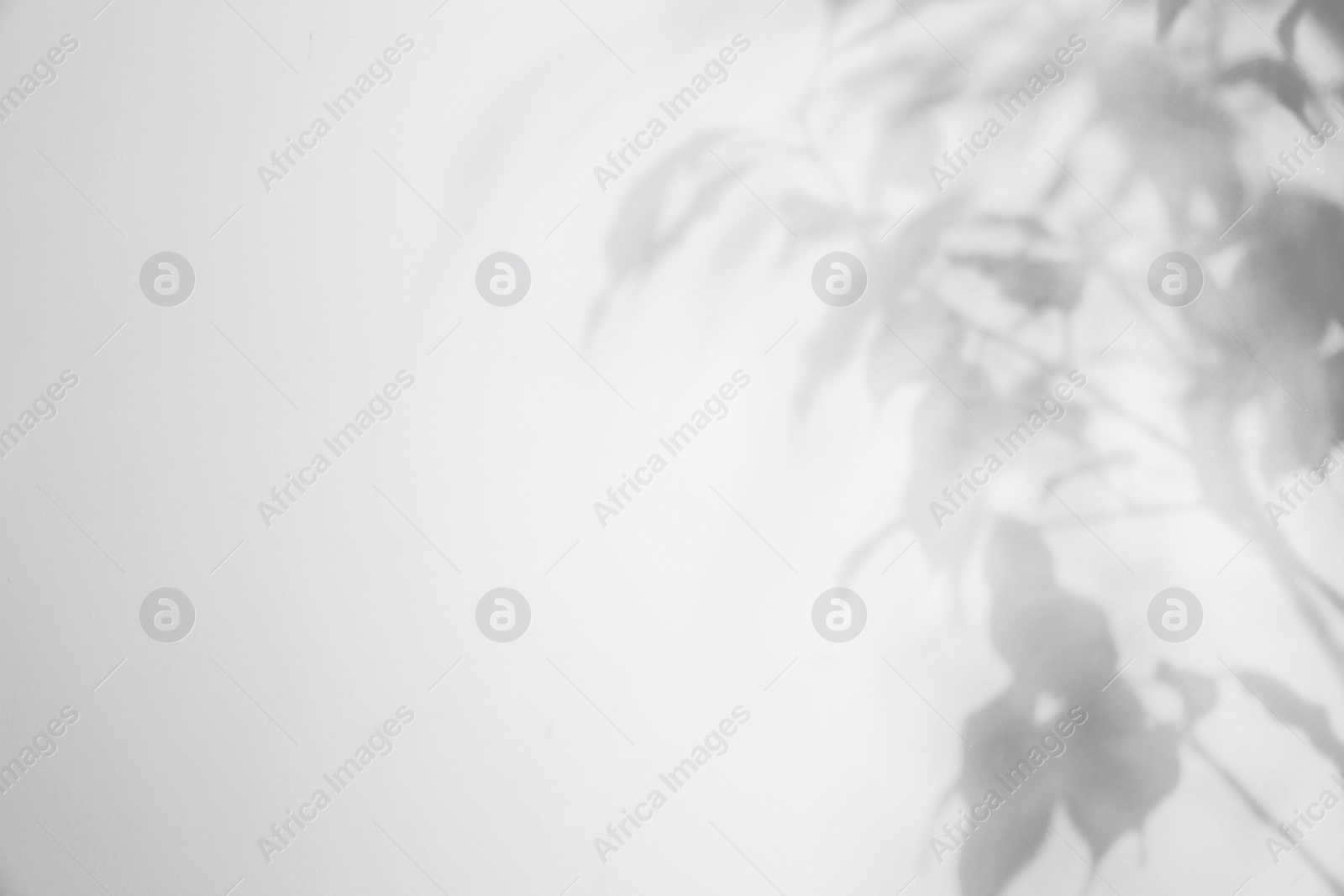 Photo of Shadow of plant branches on light background, space for text