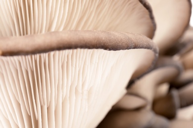 Photo of Delicious organic oyster mushrooms as background, closeup