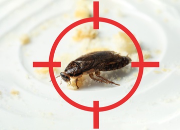 Image of Cockroach with red target symbol on white plate. Pest control