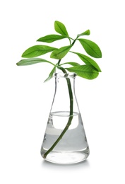 Photo of Flask with exotic plant isolated on white. Organic chemistry