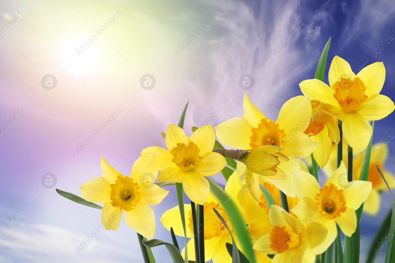 Image of Beautiful yellow daffodils outdoors on sunny day 