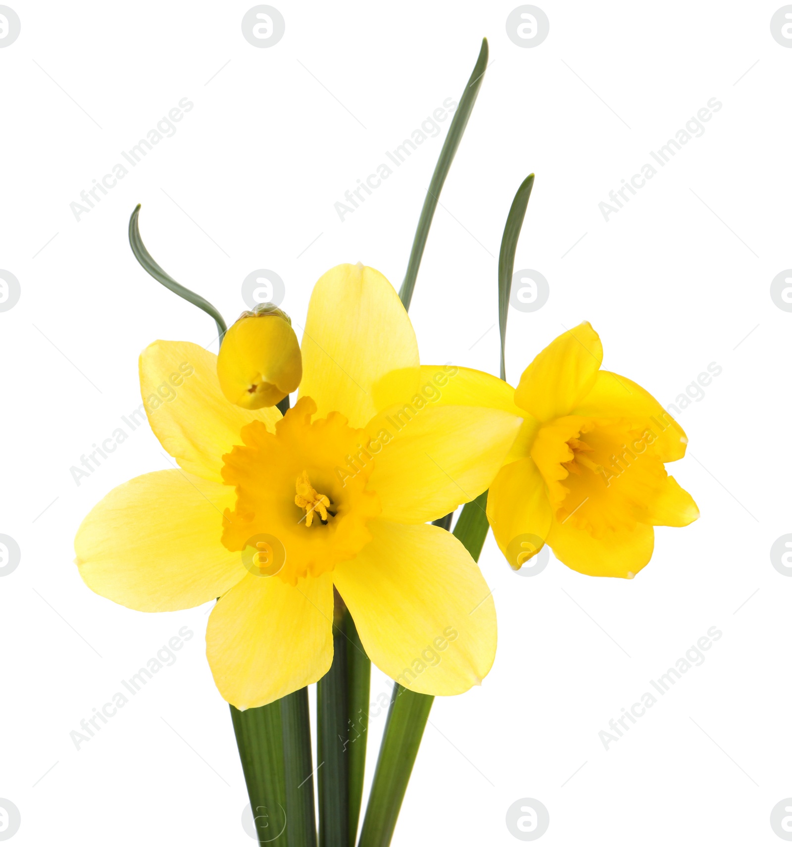 Photo of Beautiful blooming yellow daffodils on white background