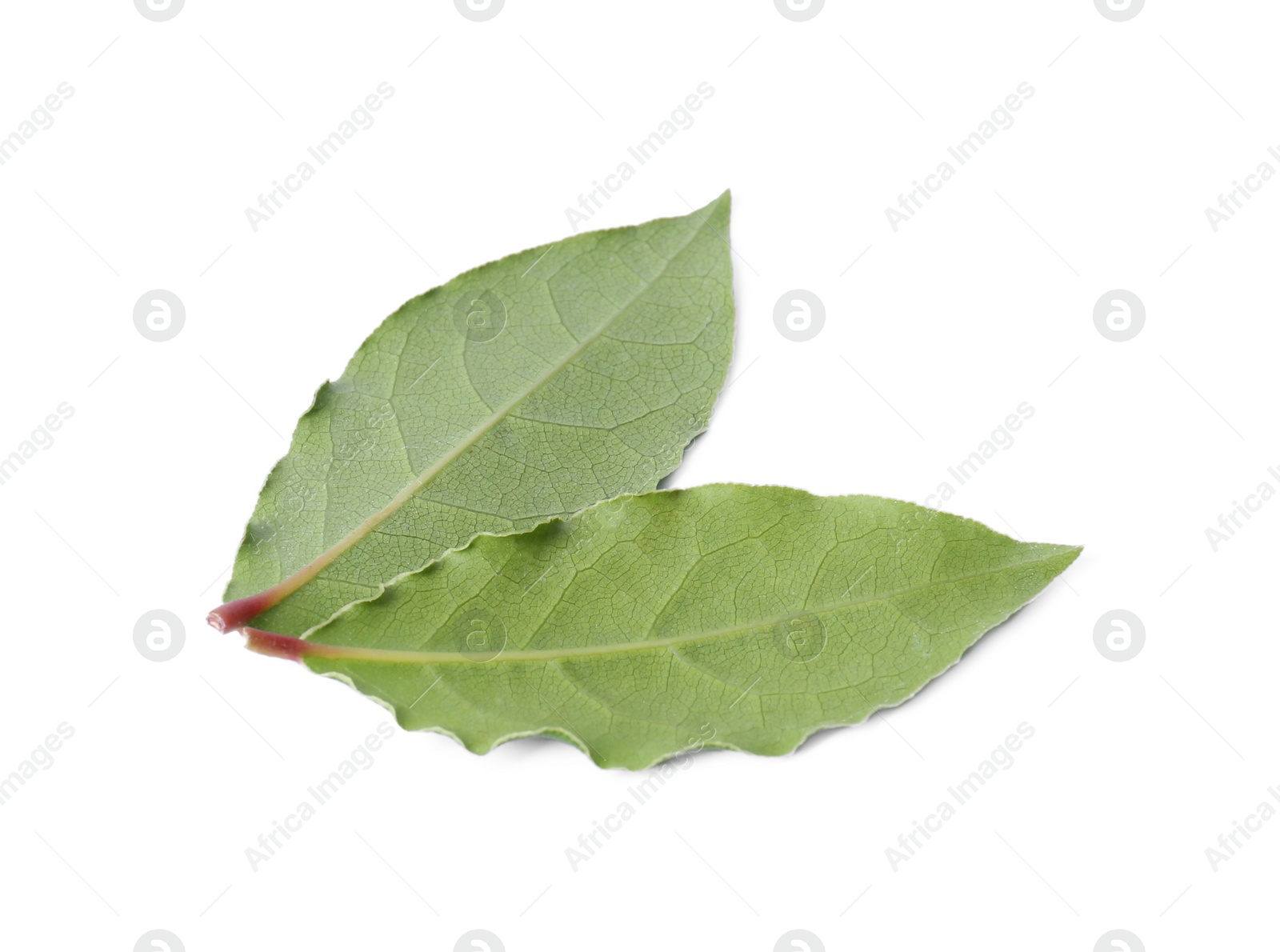 Photo of Two fresh bay leaves isolated on white