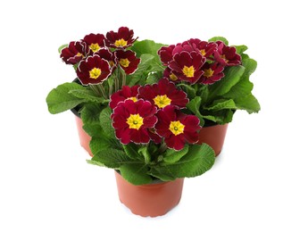 Photo of Beautiful primula (primrose) plants with burgundy flowers on white background. Spring blossom