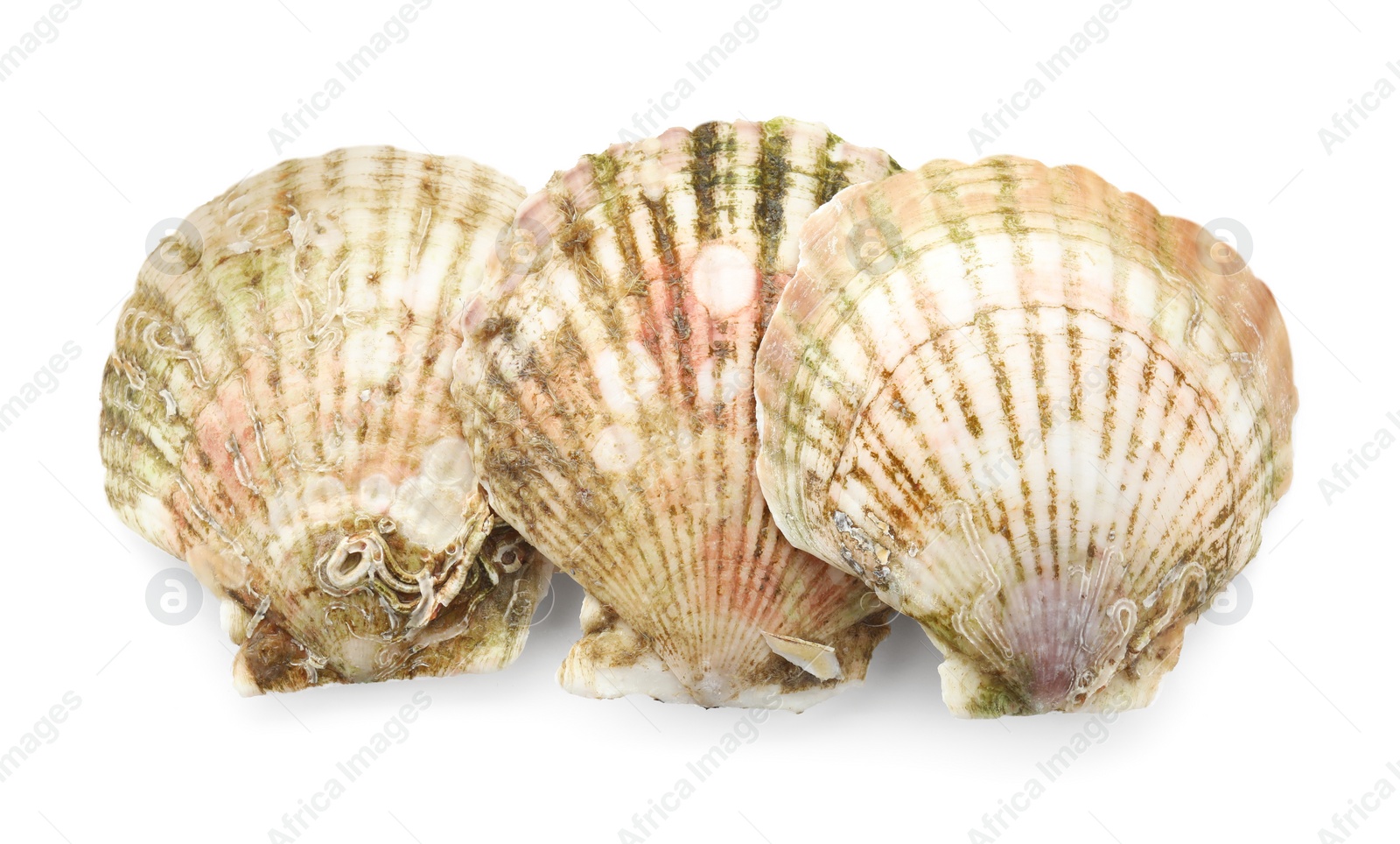 Photo of Fresh closed scallops isolated on white, top view
