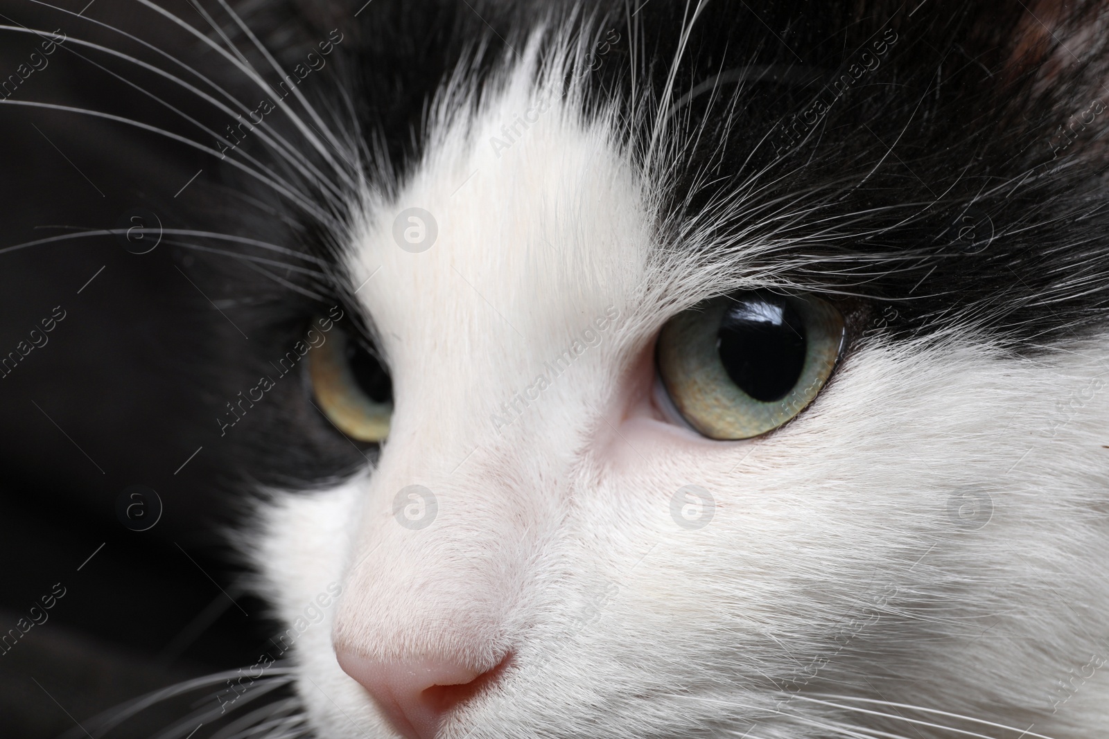 Photo of Closeup view of black and white cat with beautiful eyes