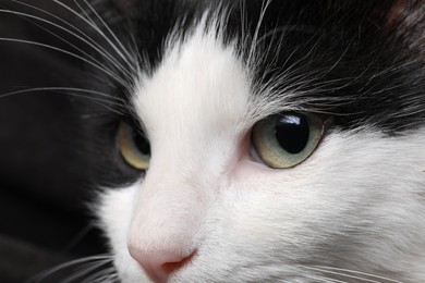 Closeup view of black and white cat with beautiful eyes