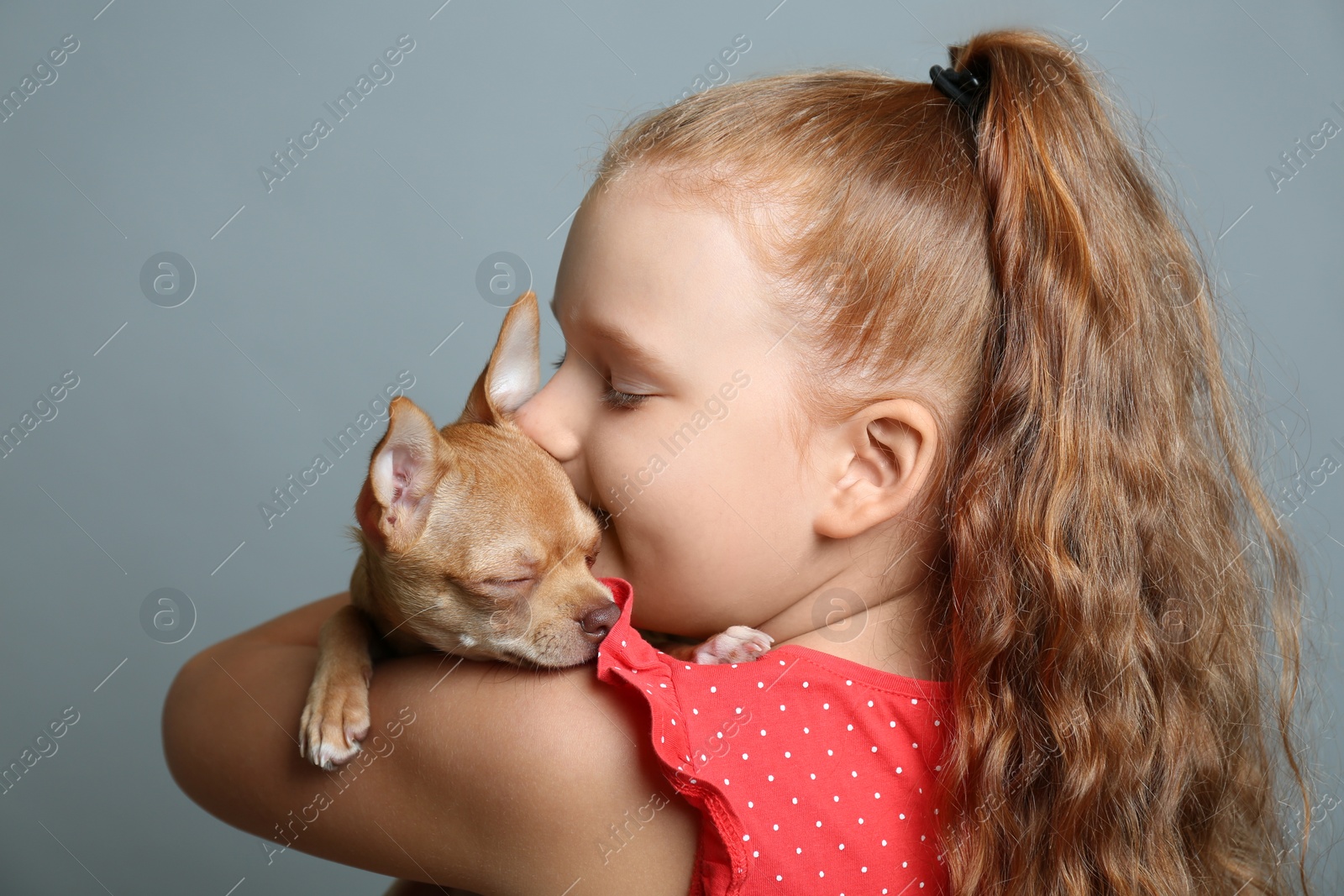 Photo of Little girl with her Chihuahua dog on grey background. Childhood pet