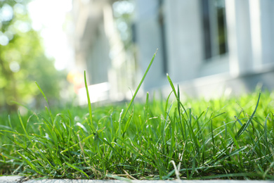 Green lawn with fresh grass outdoors on sunny day, closeup