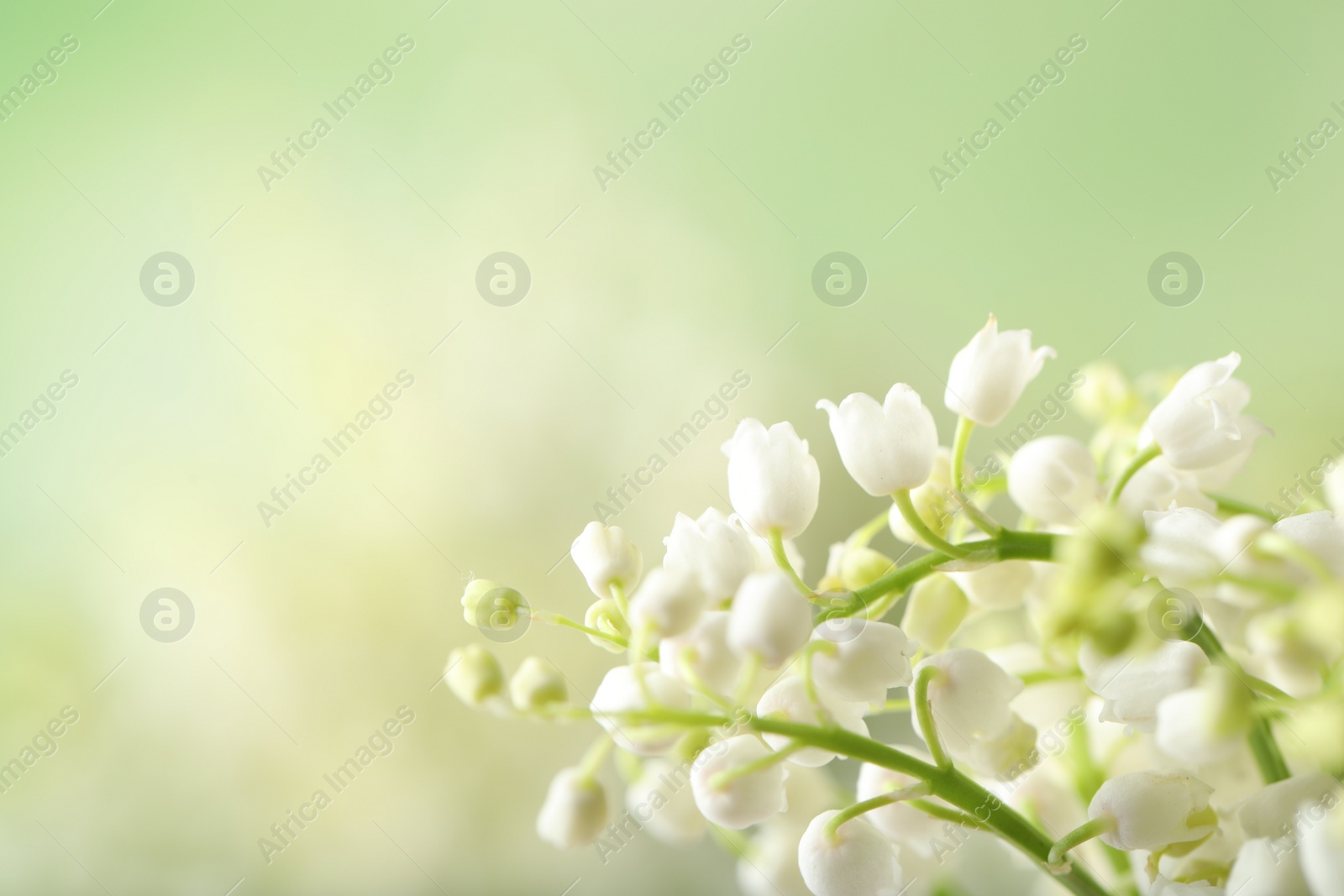 Photo of Beautiful lily of the valley flowers on blurred background, closeup. Space for text