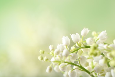 Beautiful lily of the valley flowers on blurred background, closeup. Space for text