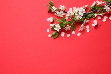 Photo of Cherry tree branch with beautiful blossoms on red background, flat lay. Space for text