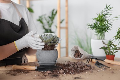 Photo of Woman planting succulent at table indoors, closeup view with space for text. Houseplant care