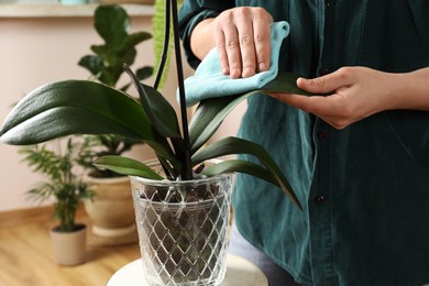Photo of Woman wiping houseplant's leaves with cloth at home, closeup