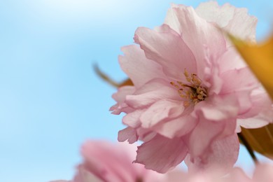 Beautiful pink flower of blossoming sakura tree against blue sky, closeup. Space for text
