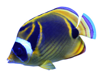 Image of Beautiful bright raccoon butterflyfish on white background