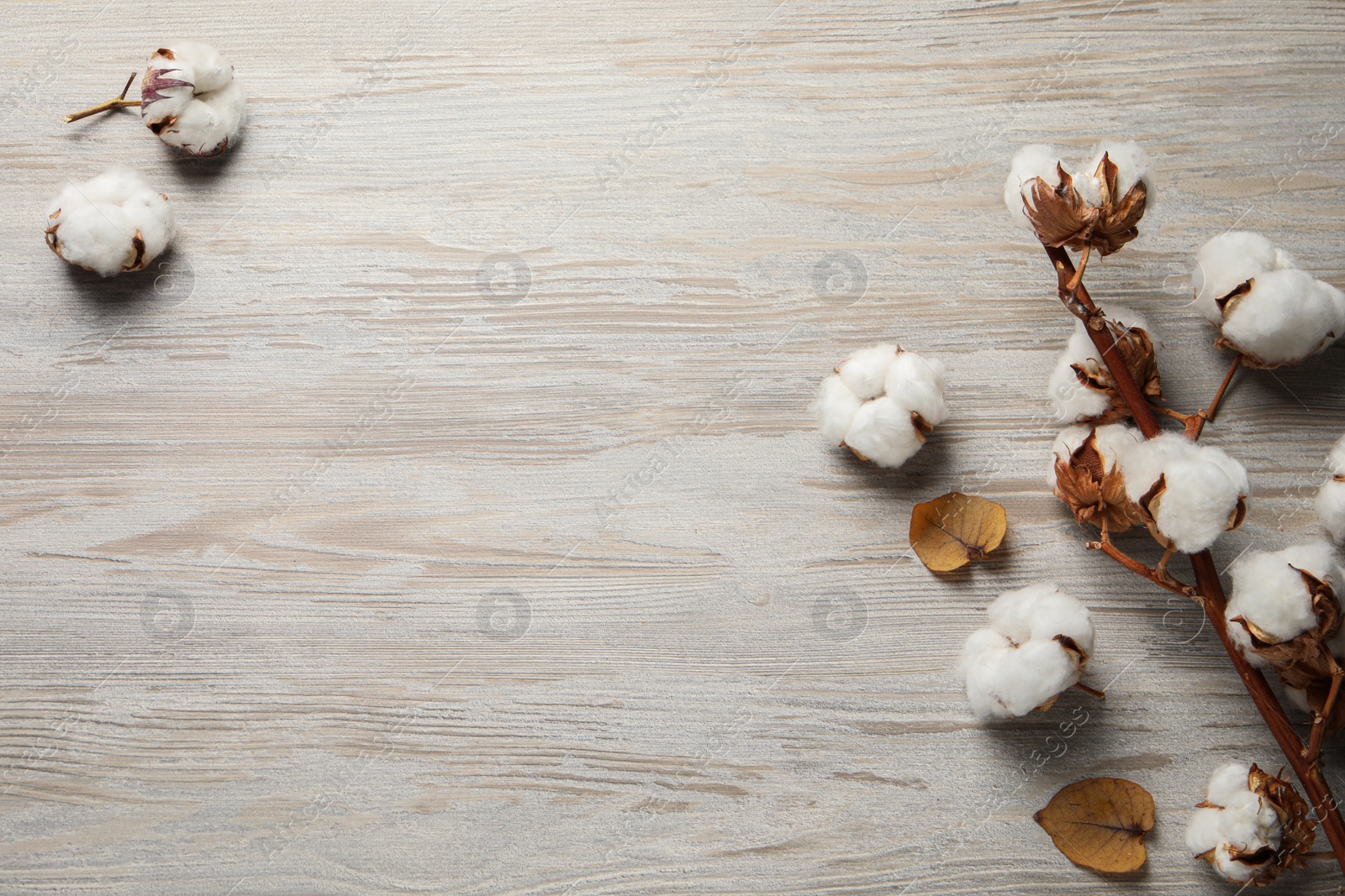 Photo of Dry cotton branch with fluffy flowers on wooden table, flat lay. Space for text