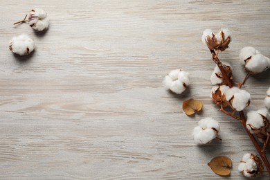 Dry cotton branch with fluffy flowers on wooden table, flat lay. Space for text