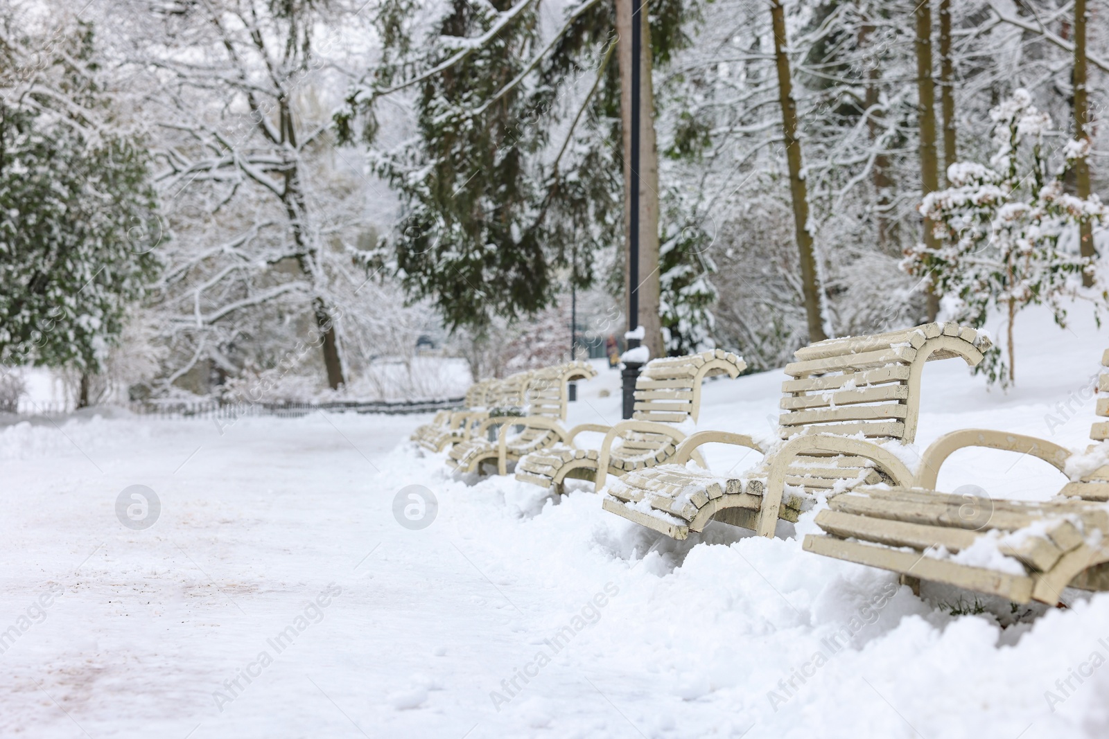 Photo of Beautiful trees covered with snow and benches in winter park, space for text