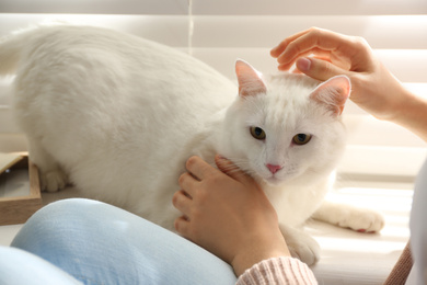 Photo of Young woman petting her beautiful white cat at home, closeup. Fluffy pet