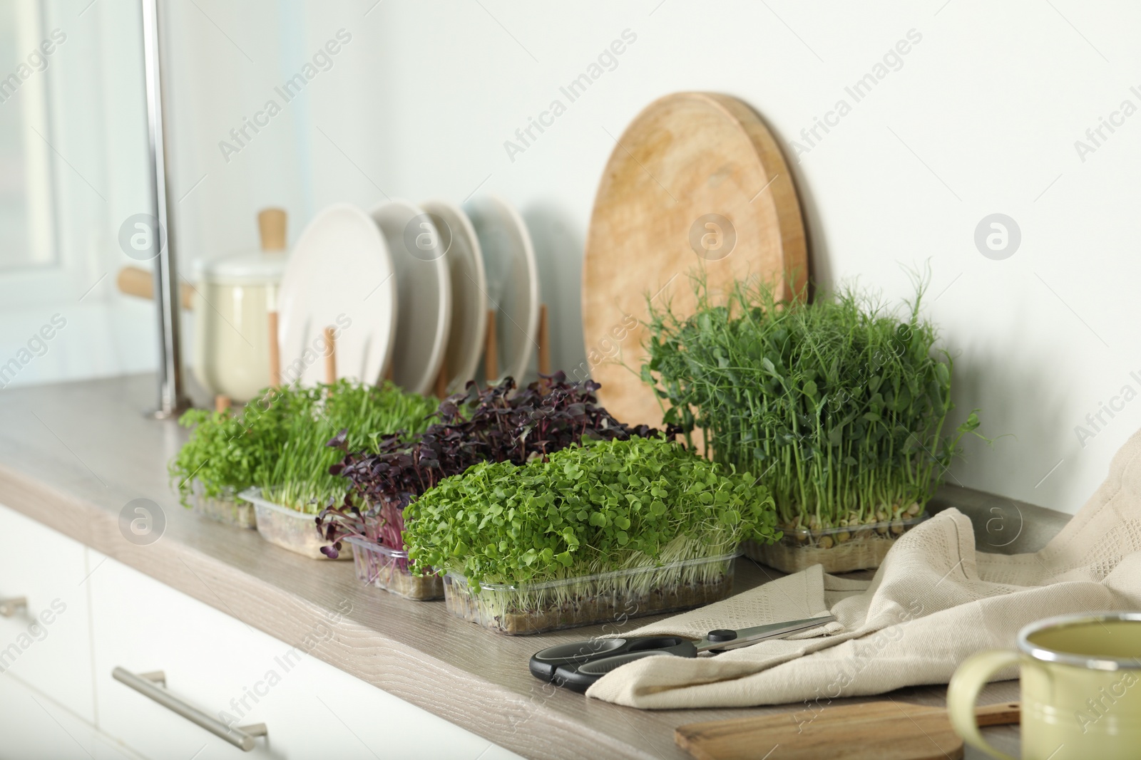 Photo of Different fresh microgreens and scissors on countertop in kitchen