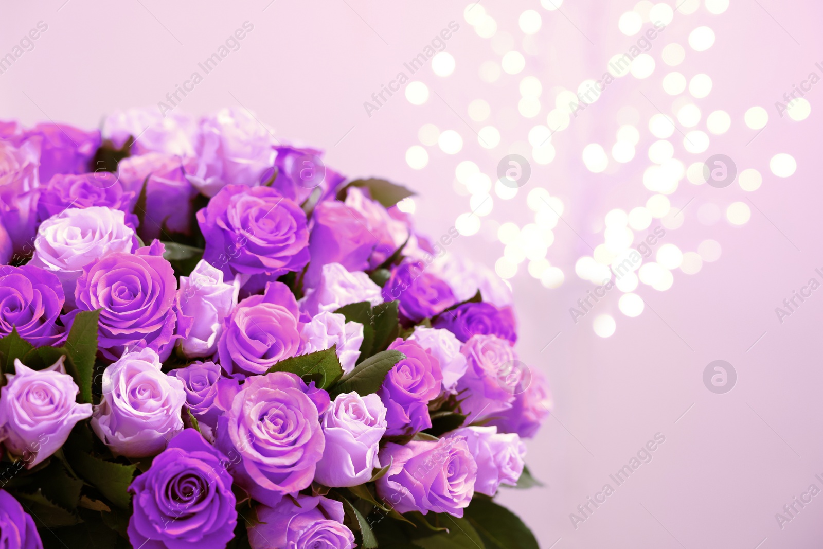 Image of Bouquet of violet roses against blurred background, closeup. Funeral attributes