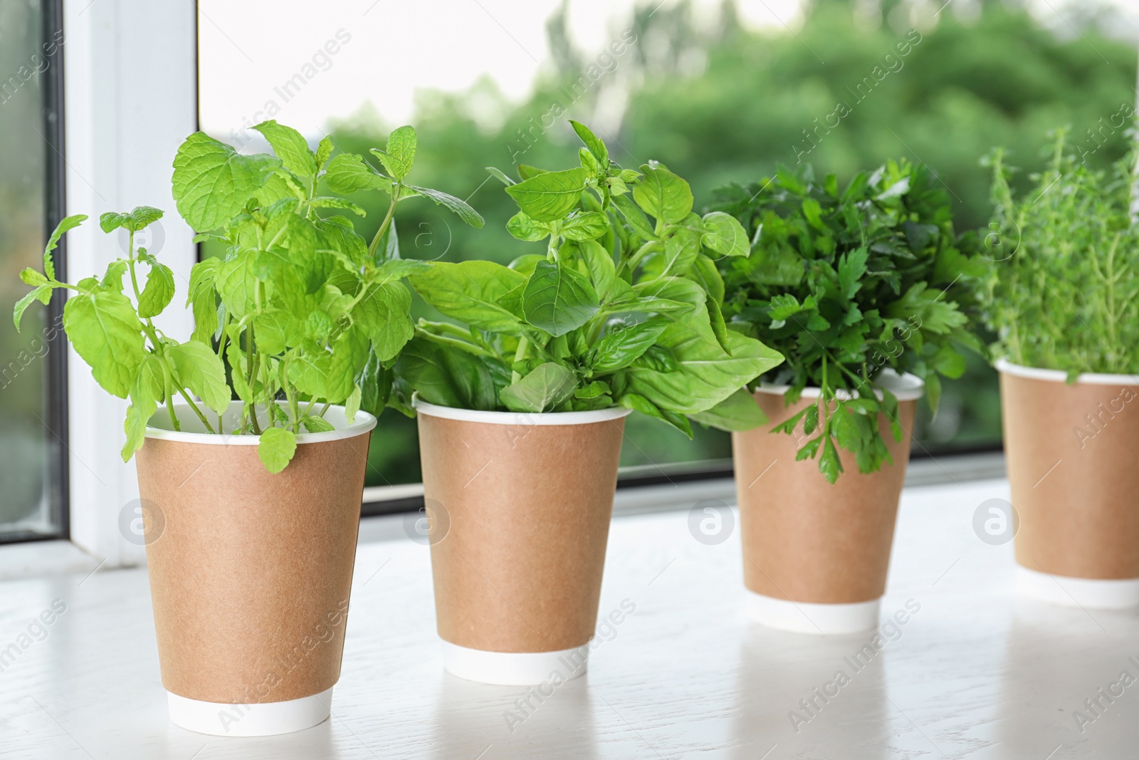 Photo of Seedlings of different aromatic herbs in paper cups on white wooden window sill