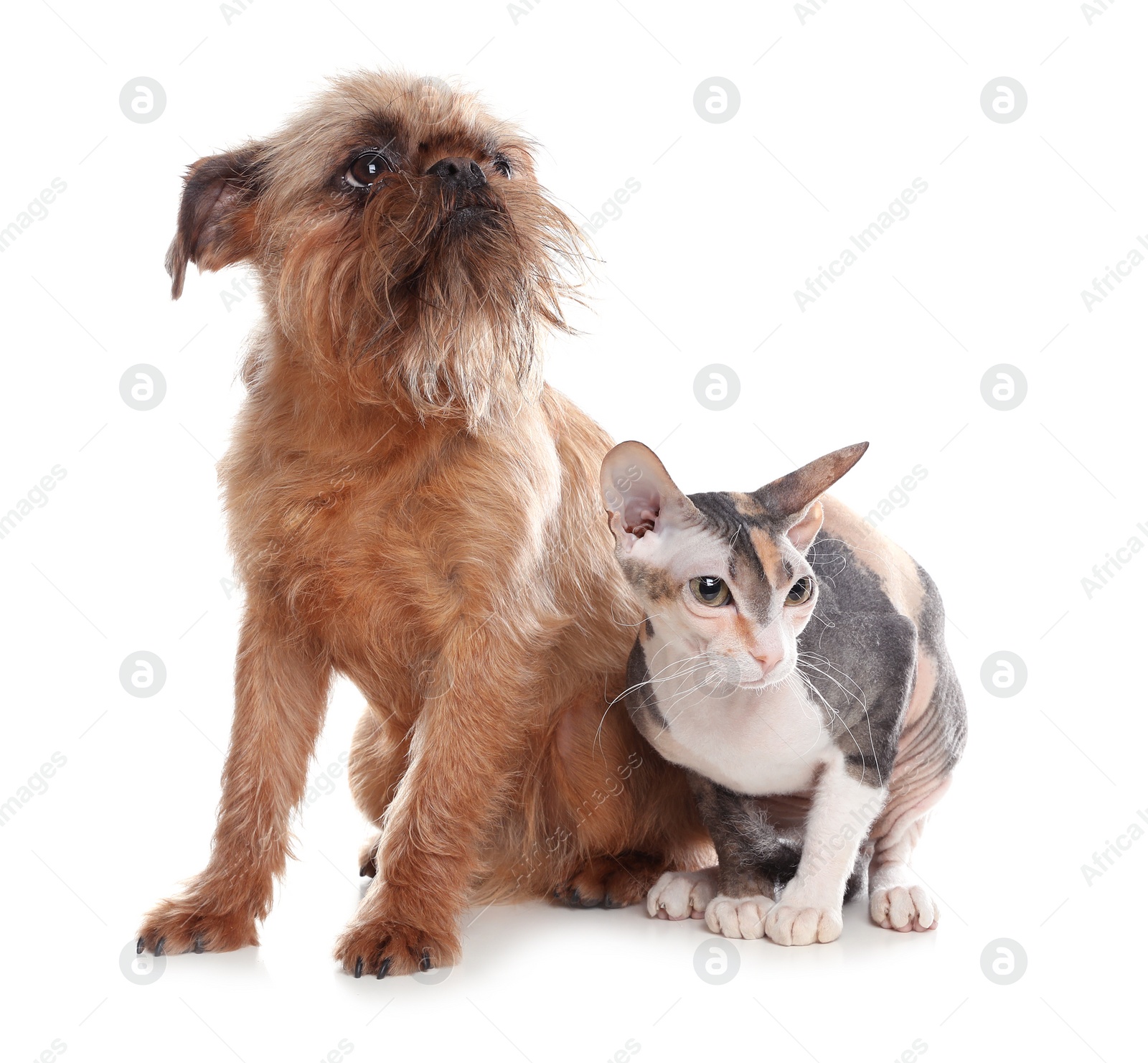 Photo of Adorable dog and cat together on white background. Friends forever