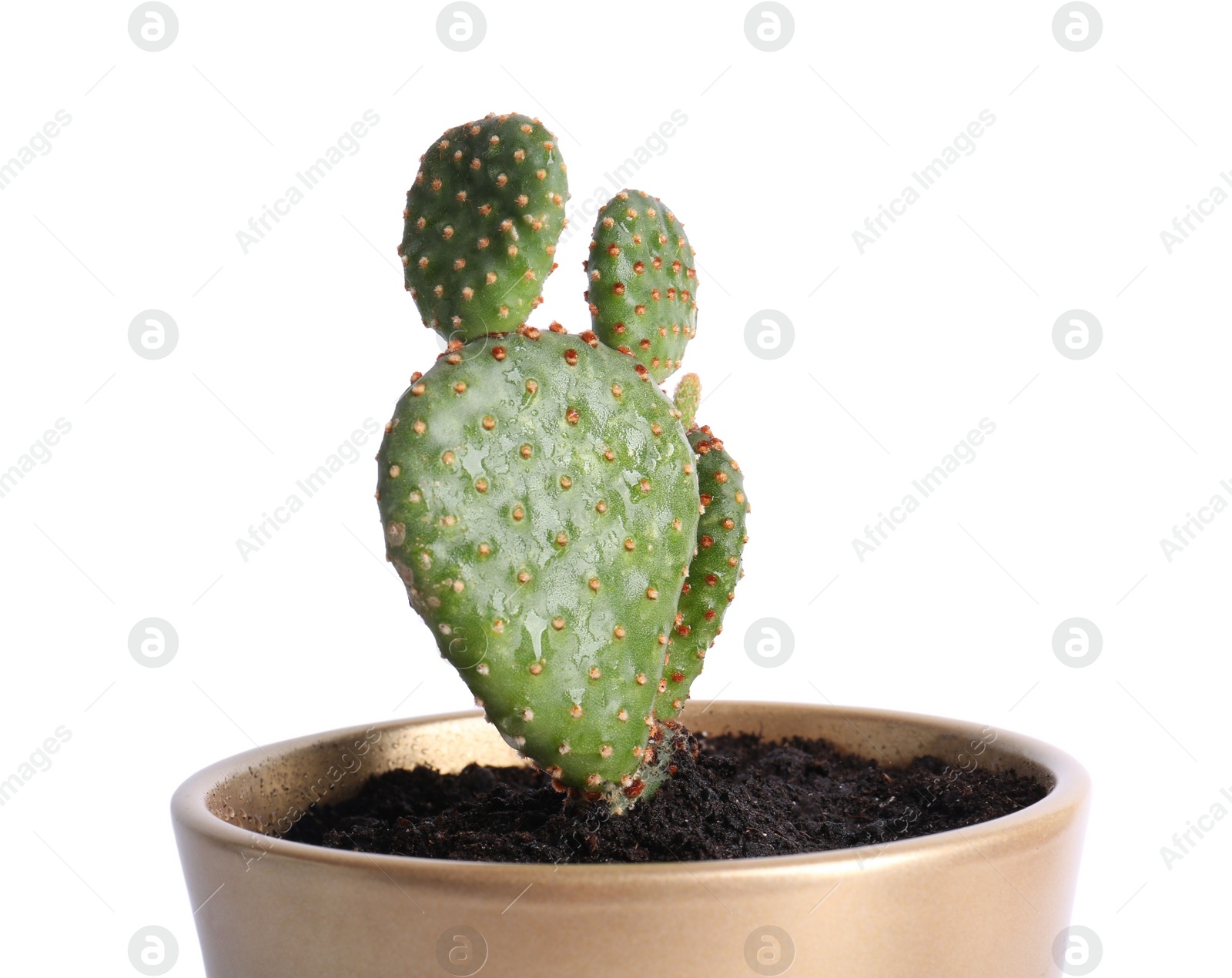 Photo of Beautiful green exotic cactus in pot isolated on white