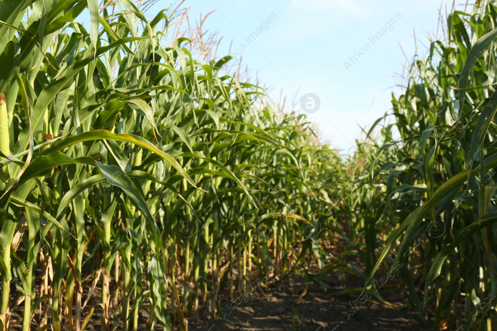 Photo of Beautiful view of corn field on sunny day