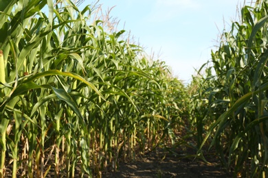 Photo of Beautiful view of corn field on sunny day