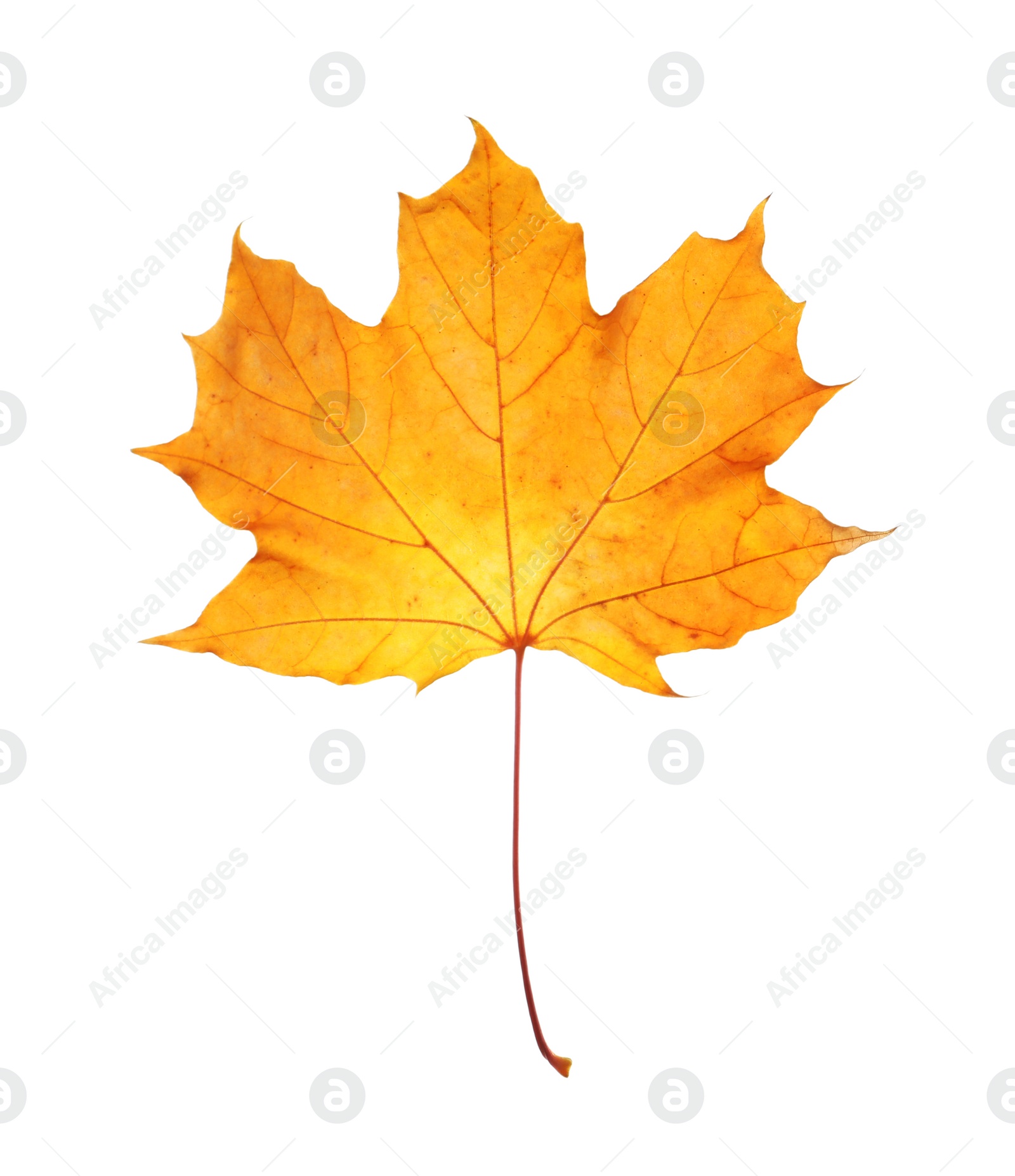 Photo of Beautiful autumn leaf on white background. Fall foliage