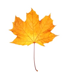 Photo of Beautiful autumn leaf on white background. Fall foliage