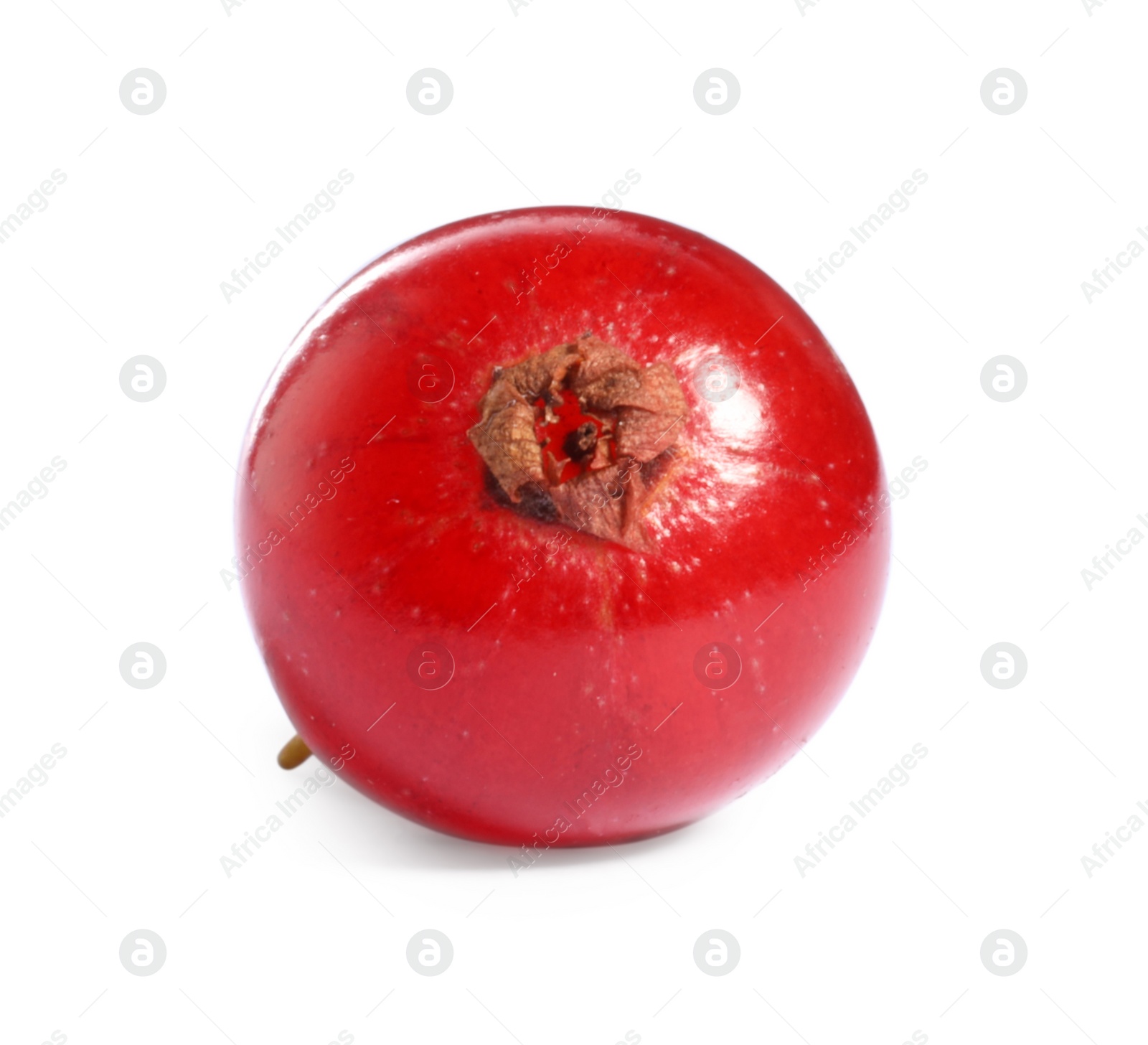 Photo of One ripe red currant isolated on white