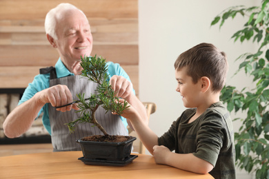 Photo of Senior man with little grandson taking care of Japanese bonsai plant indoors. Creating zen atmosphere at home