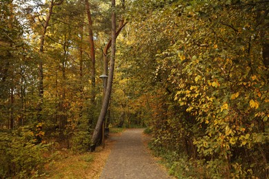 Photo of Many beautiful trees and pathway in park