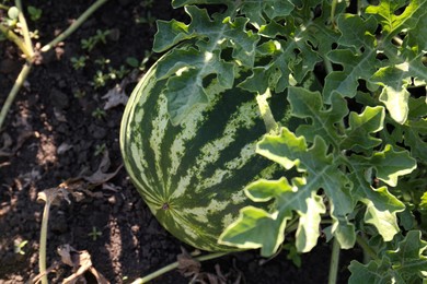 Photo of Beautiful watermelon plant with ripe fruit in garden, top view