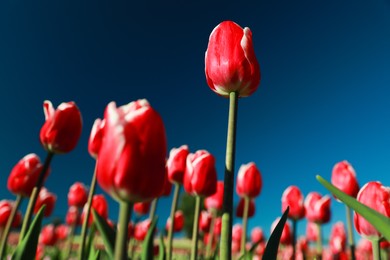 Blossoming tulips in field on sunny day, closeup