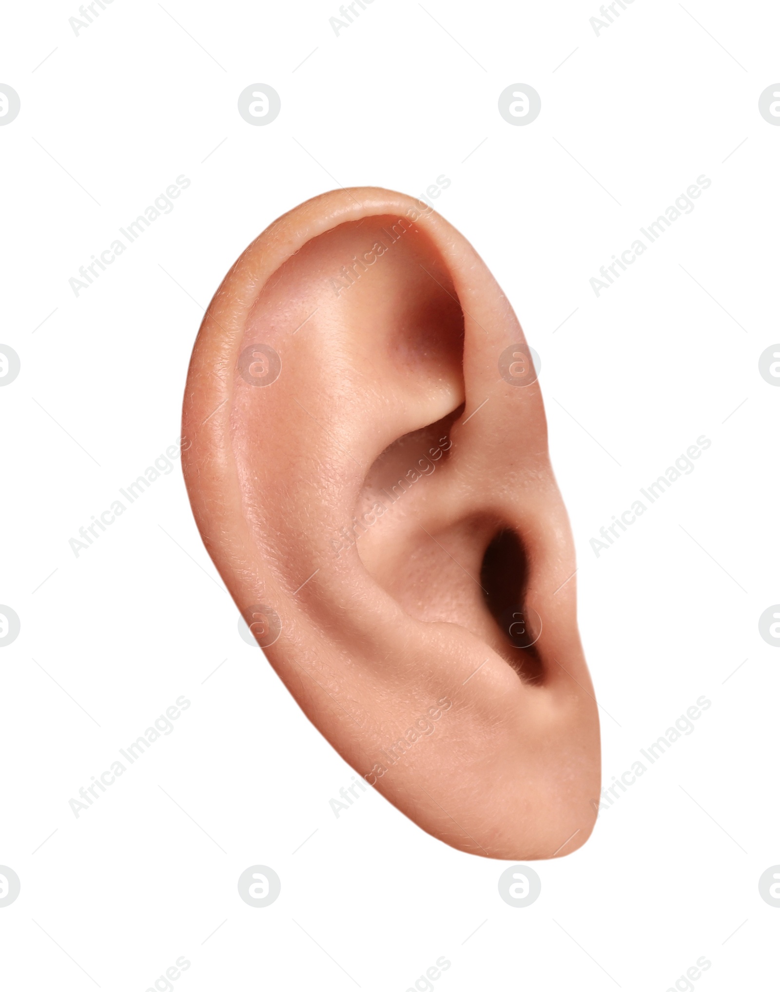 Image of Human ear isolated on white. Organ of hearing and balance