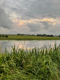 Picturesque view of river reeds and cloudy sky