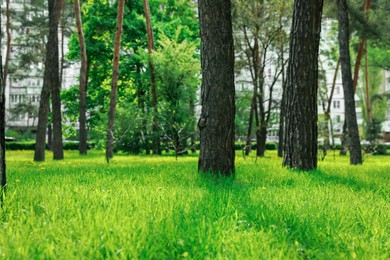 Photo of Beautiful landscape with trees and green grass in city park