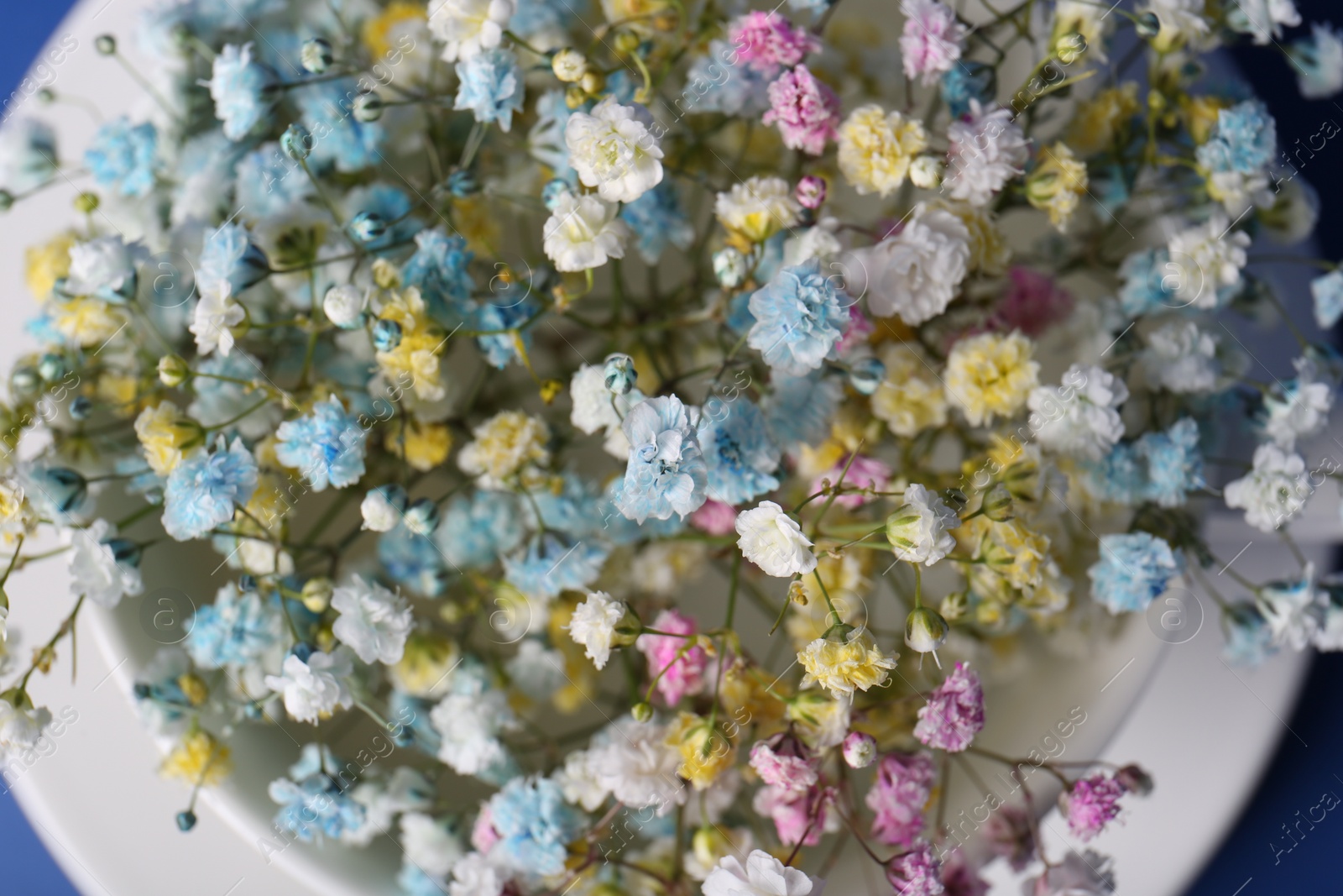 Photo of Beautiful gypsophila flowers in white cup on blue background, top view