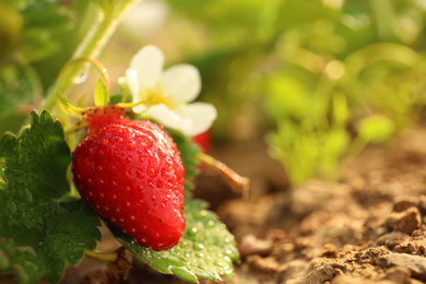 Strawberry plant with ripe berry on blurred background, closeup