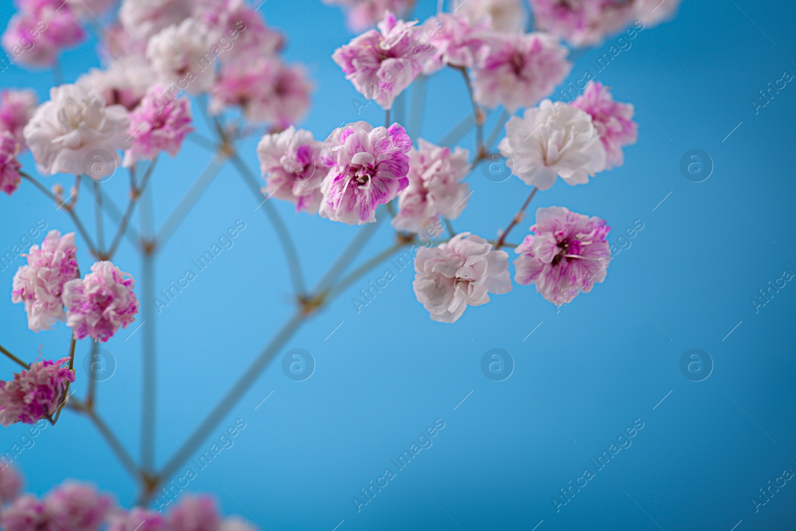 Photo of Beautiful dyed gypsophila flowers on light blue background, closeup