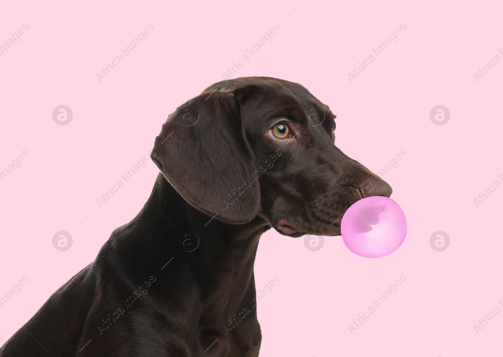 Image of German Shorthaired Pointer dog with bubble of chewing gum on pink background